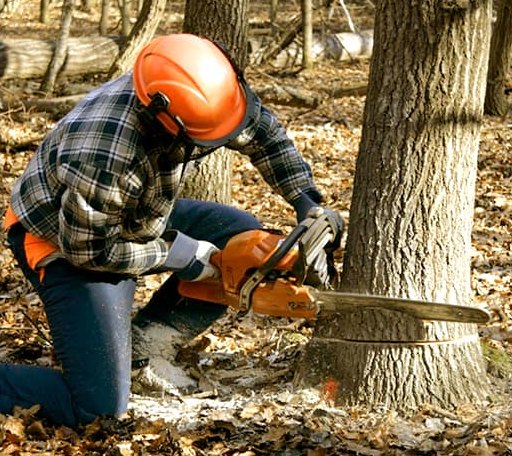 Tree Removal in Higganum, CT